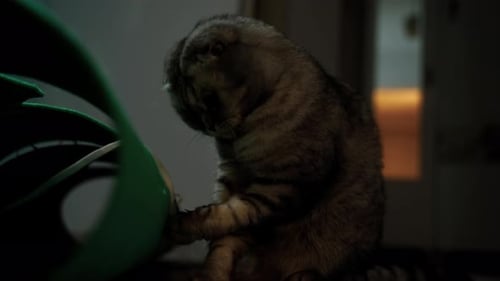Gamer cat. Grey cat breed Scottish fold. Cute and beautiful cat. This is british shorthair or scotti