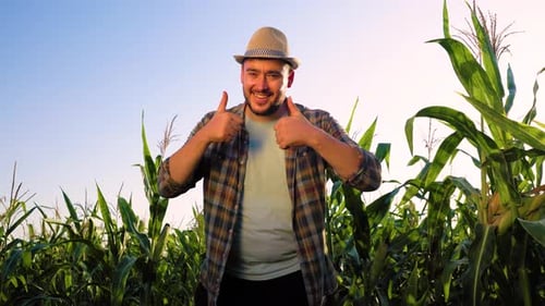 Smiling Young Man Agronomist Stand in Field Showing Thumb Up in Corn Field Looking at Camera