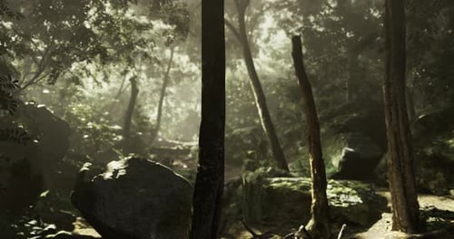 Sunlight Streams Through Dense Foliage in a Tranquil Forest Area