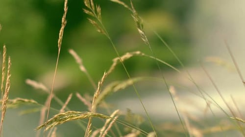 Grass Spike Swaying in Wind on Green Background. Grass Stem in Morning