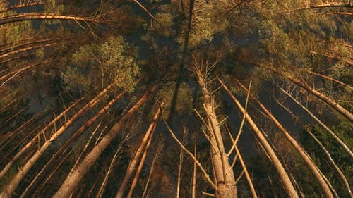 Low Angle Night View of Tall Trees