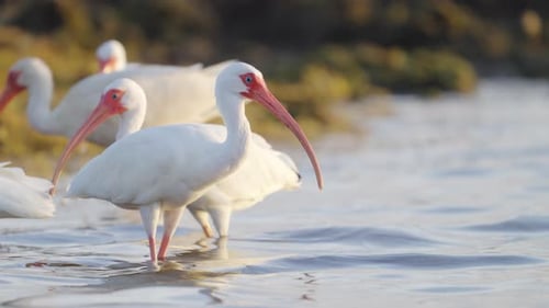 White Ibis Feeding in Ocean Water with Flock