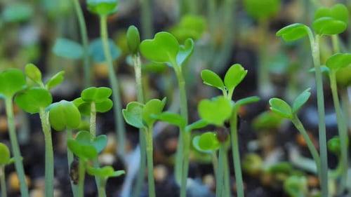 Close-up of Vibrant Green Plant Sprouts Growing