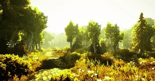 Sunlight Streams Through the Forest Illuminating Green Trees and Grass