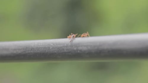 Ants transporting food