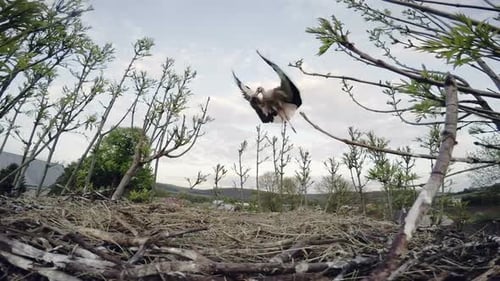 Stork Builds a Nest in a Natural Habitat