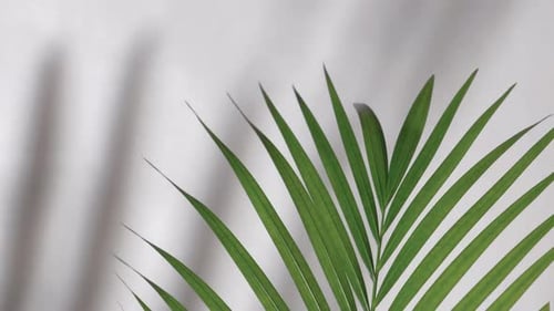 Abstract silhouette shadow on white wall background.