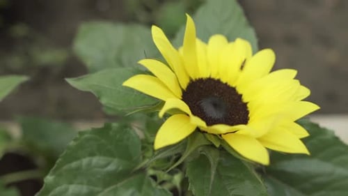 closeup on a sunflower in the summer
