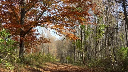 A beautiful leaf colored road through the forest on an autumn day with many colored leaves.