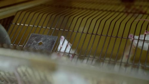 Observing a lab mouse as it explores its controlled environment.