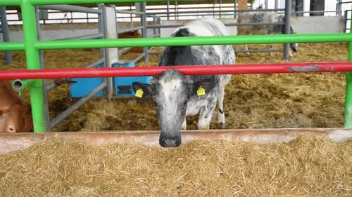 Cows Eating Hay in a Pen on a Farm