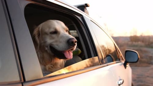 Golden Retriever Enjoys Car Ride with Head Out Window