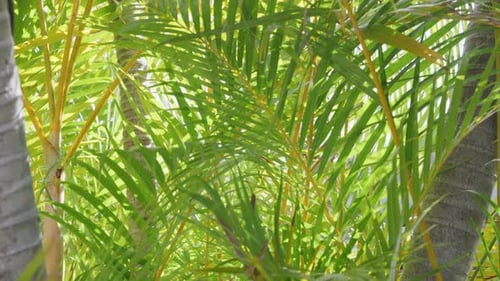 Tropical palm branches swaying gently in a refreshing breeze shot on red