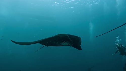 Two Manta Rays and Group of Diving People Swimming in Ocean Water of Blue Sea