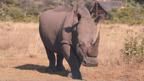 White rhinoceros standing still in african savannah near wooden lodge.