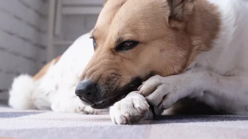 Dog Chewing Bone Contentedly Indoors