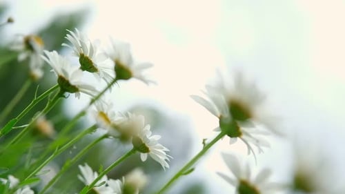 Field of White Daisies in Gentle Sunlight
