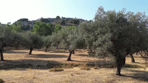 Olive Trees 157