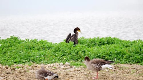 Großer Kormoran (Phalacrocorax carbo), der auf ihrem Nest sitzt und ihre Flügel beugt, mit einem weißen Gesicht