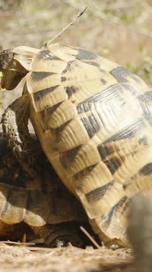 Dans le désert, les tortues s'accouplent les unes sur les autres, ouvrent la bouche et sortent la langue,
