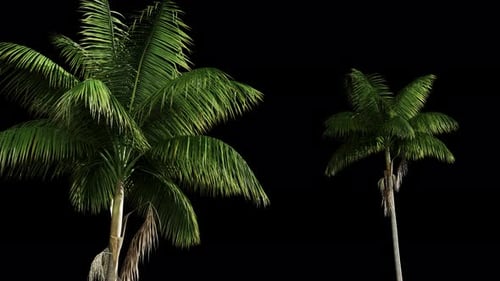 Realistic Swaying Palm Trees Alpha Channel Loop
