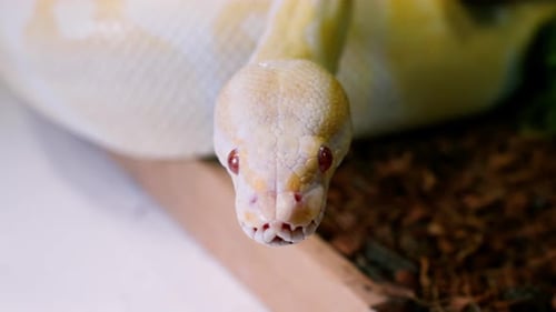 Cámara lenta de una serpiente albina que muestra su movimiento hipnótico y elegante