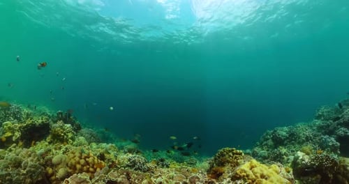 Underwater Coral Reef with Colorful Fish Swimming
