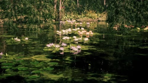 Lush Vietnamese Jungle with Serene Water Lilies Blooming in Tranquil Pond