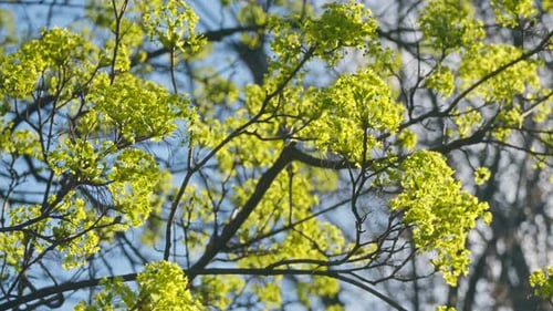 Natur, Sonne, Pflanzen, Ast, Blätter, Sommer, Frühling, Strahlen, Farbe