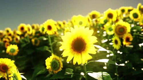 A Vibrant Field of Sunflowers Against a Clear Blue Sky