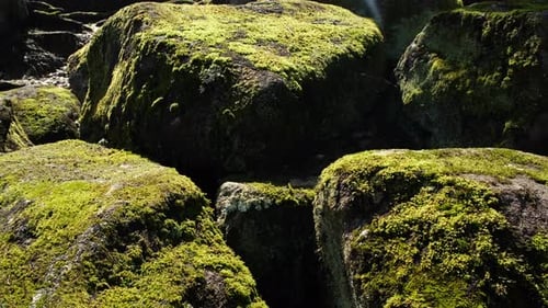 Beautiful Bright Green moss grown up cover the rough stones and on the floor in the forest. Show wit