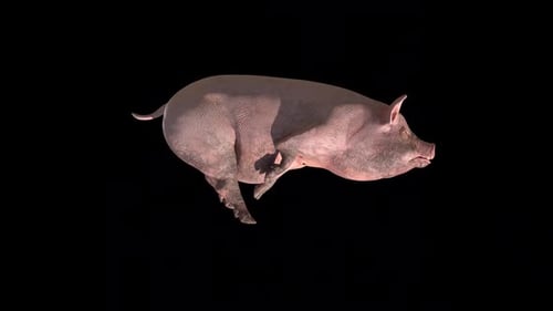 Dirty Pig Walk Run Cycle