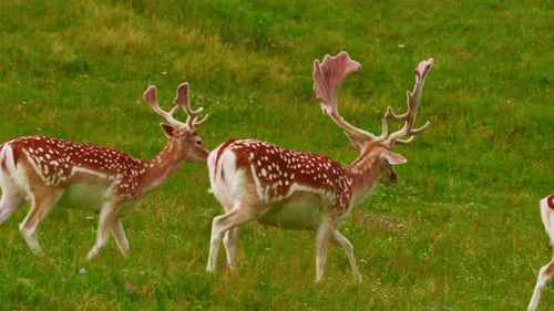Graceful Deer with Big Antlers in the Wild Wild Animals Walk in Green Meadows