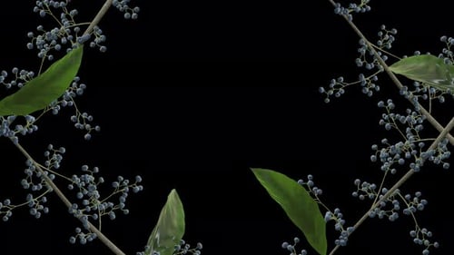 Growing Blueberries - Time Lapse - Marco de pantalla - Alpha Channel