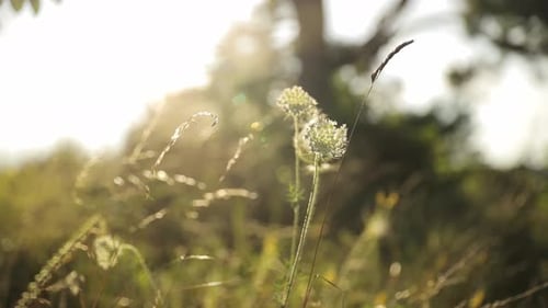 Wildflower Glowing in Golden Sunlight on Grassy Meadow