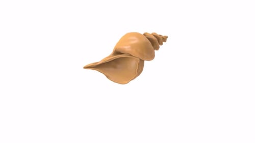 Shell rotating in loop on white background