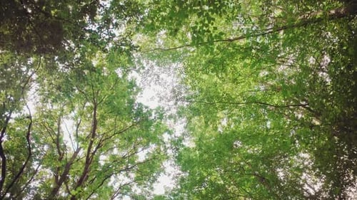 Light shimmering through the branches en canpoy of the forest