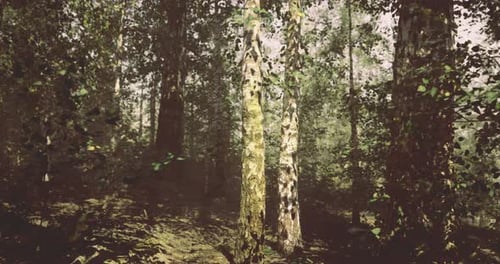 Forest with Vibrant Trees and Dappled Sunlight in a Serene Woodland Setting