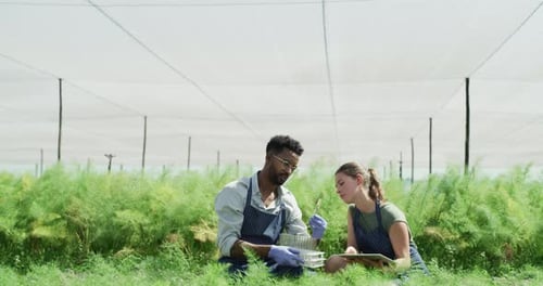 Scientists Examining Plants in a Field
