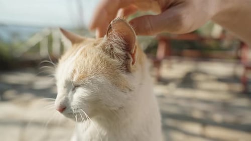 I'm stroking a Stray cat on the Street. Close-up, Bright Sun.