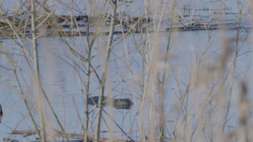 Wilder Biber schwimmt im See und spritzt