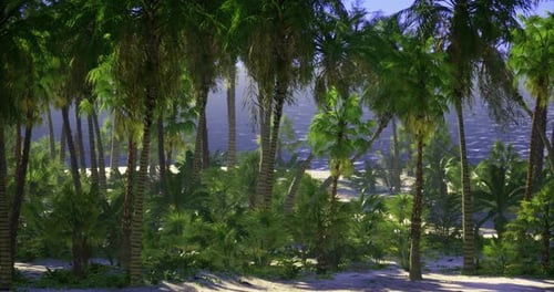 Lush Tropical Forest with Palm Trees Near the Ocean Shore at Sunset