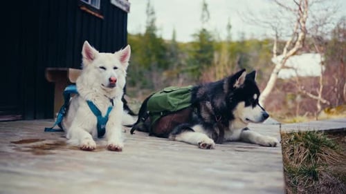 Two Dogs are Resting Outside a Cabin Near Reinsjøen in Åfjord, Trøndelag, Norway - Close Up
