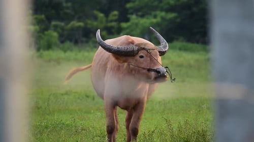 Albino Water Buffalo Grazing in a Green Field