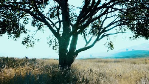 Dark Autumn Tree and the Yellow Grass Field