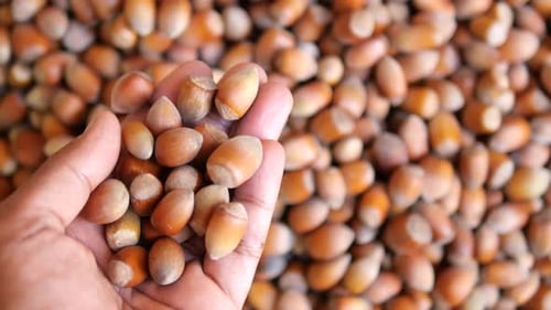 Harvest of Hazelnuts From a Farm in the Countryside