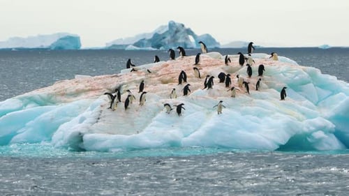 There is a group of Adelie penguins on an ice floe in the sea.