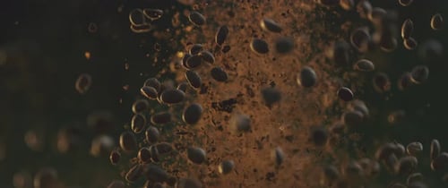 Kaffeebohnen explodieren
