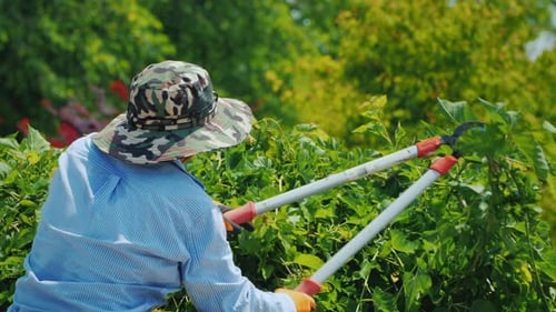 Gardener in Panama Cuts Tree Branches in the Garden