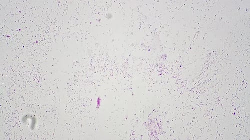 Escherichia Coli Smear Under Microscope 100x Scientific Slide on Bright Field Background